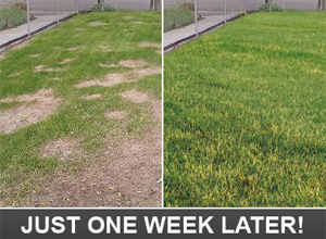 your lawn will look better just one week later